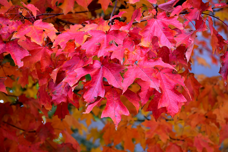 Fall Fiesta Sugar Maple (Acer saccharum 'Bailsta') at Smitty's Garden Center
