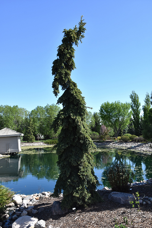 Weeping White Spruce (Picea glauca 'Pendula') at Smitty's Garden Center