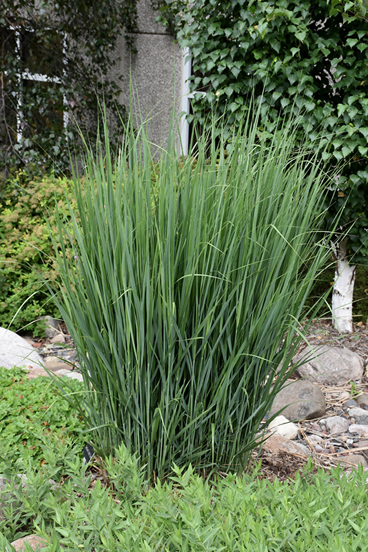 Northwind Switch Grass (Panicum virgatum 'Northwind') at Smitty's Garden Center