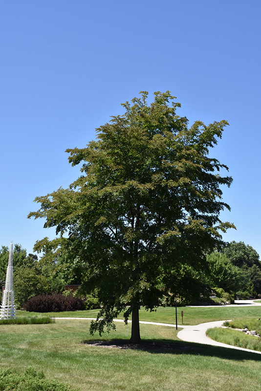 Accolade Elm (Ulmus 'Morton') at Smitty's Garden Center