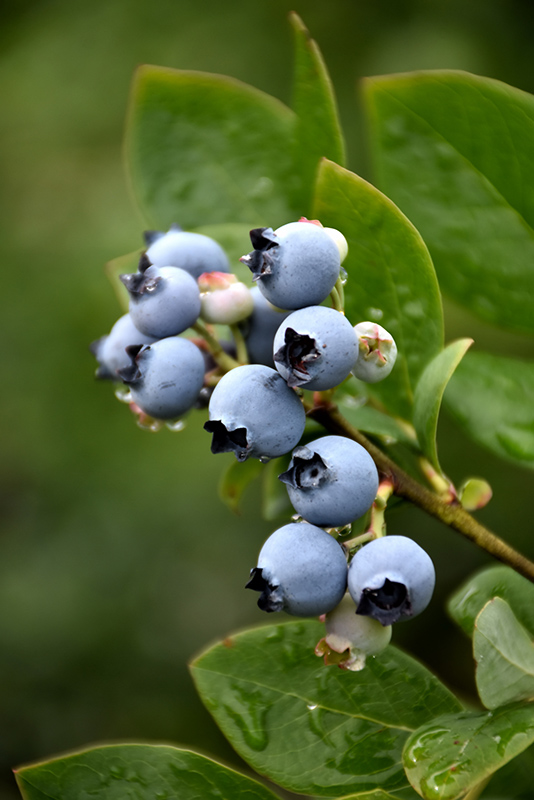 Northblue Blueberry (Vaccinium 'Northblue') at Smitty's Garden Center