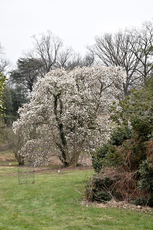 Merrill Magnolia (Magnolia x loebneri 'Merrill') at Smitty's Garden Center