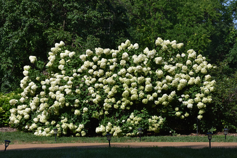 Limelight Hydrangea (Hydrangea paniculata 'Limelight') at Smitty's Garden Center