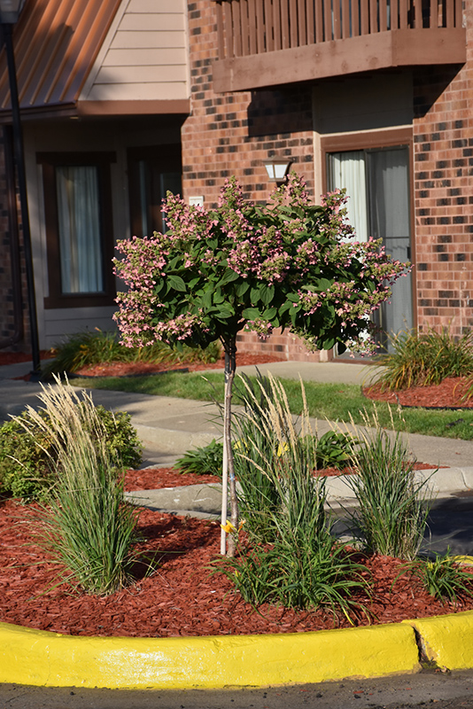 Quick Fire Hydrangea (tree form) (Hydrangea paniculata 'Bulk') at Smitty's Garden Center