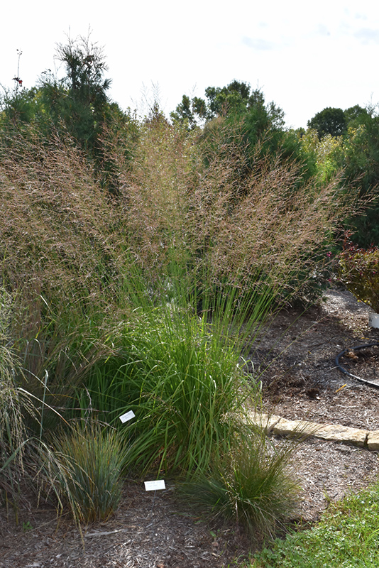 Skyracer Moor Grass (Molinia caerulea 'Skyracer') at Smitty's Garden Center