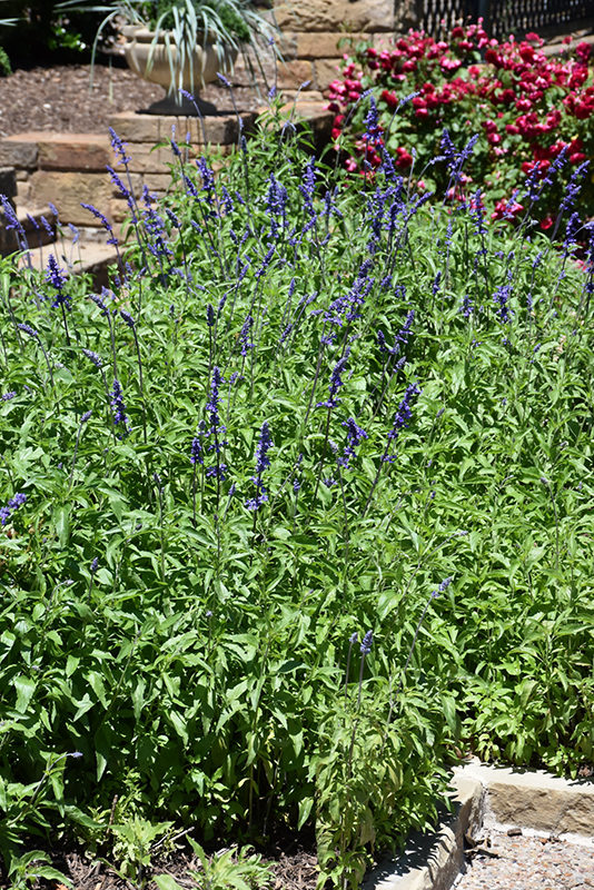 Victoria Blue Salvia (Salvia farinacea 'Victoria Blue') at Smitty's Garden Center