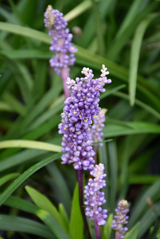 Purple Explosion Lily Turf (Liriope muscari 'EXC 051') at Smitty's Garden Center