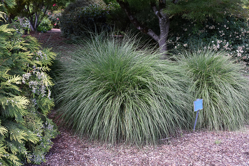Hameln Dwarf Fountain Grass (Pennisetum alopecuroides 'Hameln') at Smitty's Garden Center
