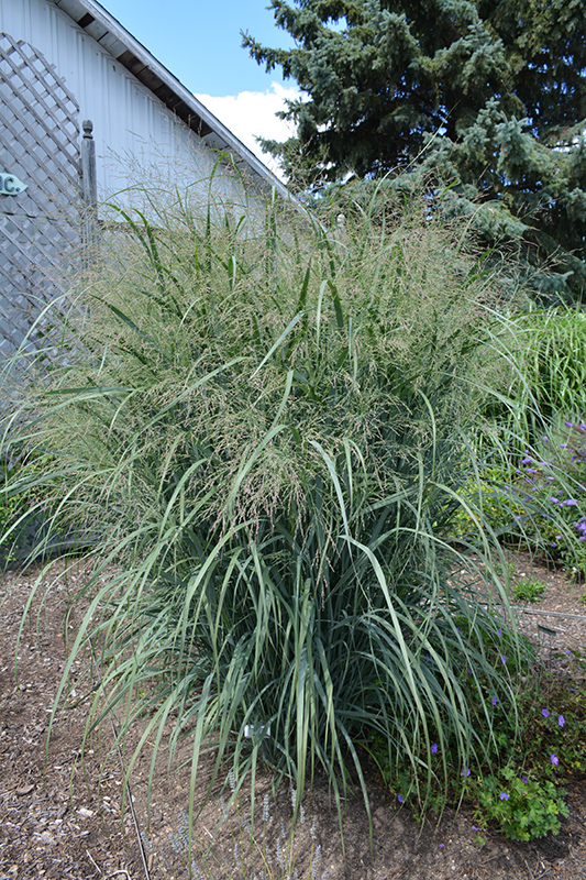 Northwind Switch Grass (Panicum virgatum 'Northwind') at Smitty's Garden Center