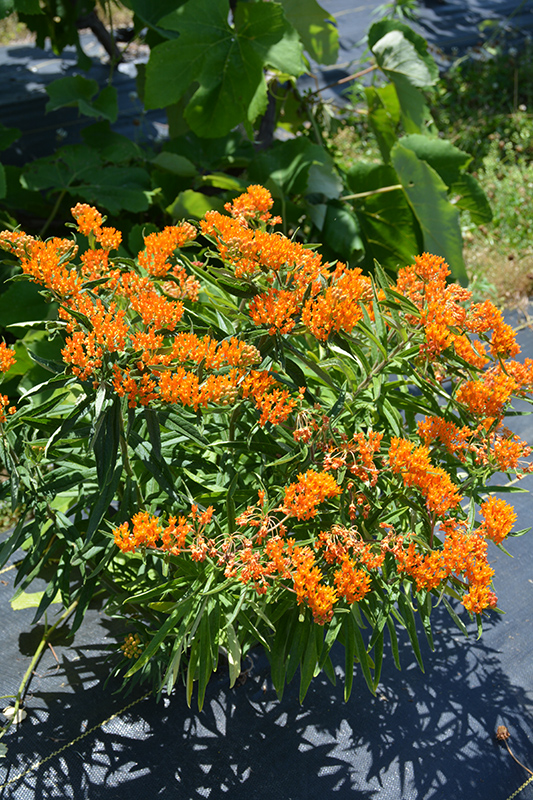 Butterfly Weed (Asclepias tuberosa) at Smitty's Garden Center