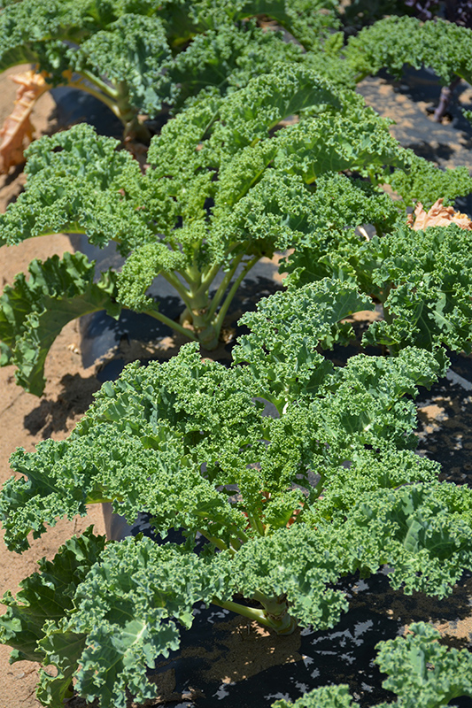 Vates Kale (Brassica oleracea var. sabellica 'Vates') at Smitty's Garden Center