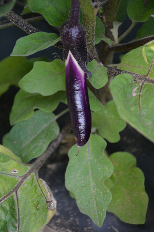 Little Fingers Eggplant (Solanum melongena 'Little Fingers') at Smitty's Garden Center