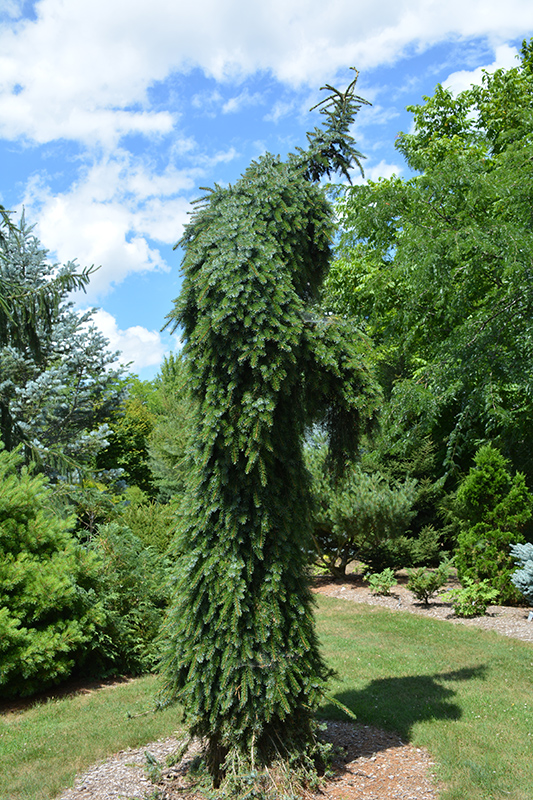 Bruns Weeping Spruce (Picea omorika 'Pendula Bruns') at Smitty's Garden Center