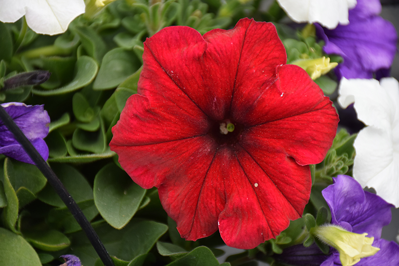 Easy Wave Red Velour Petunia (Petunia 'Easy Wave Red Velour') at Smitty's Garden Center