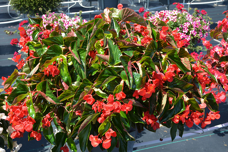 Dragon Wing Red Begonia (Begonia 'Dragon Wing Red') at Smitty's Garden Center