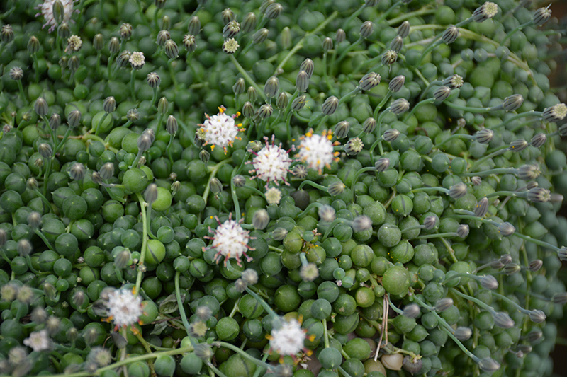 String Of Pearls (Senecio rowleyanus) at Smitty's Garden Center