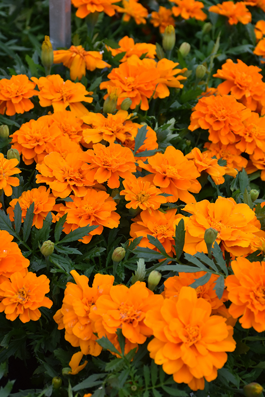 Durango Tangerine Marigold (Tagetes patula 'Durango Tangerine') at Smitty's Garden Center