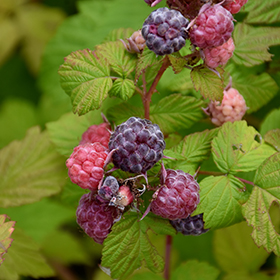 Rubus occidentalis (Black Raspberry)